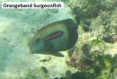 Orangeband Surgeonfish